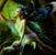 Willow Moon's profile image
