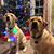 Dave Grupp's profile image
