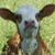 Mava Sisco Lunsford's profile image