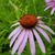 Tracy Sopoci's profile image