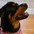 Lisa Russ Webb's profile image