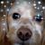 Angela Hartdegen Cooper's profile image