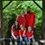 Melissa Thomas's profile image