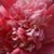 Charlene Fansler's profile image