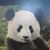 Carol Cedillo's profile image