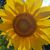 Nancy Miller's profile image