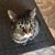 Ginger Humphrey's profile image