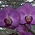 Laura Bilak's profile image