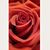 Michelle Barrett's profile image