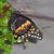 Kim Feifer's profile image