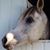 Sharon Michaels's profile image