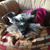 Kathy St. Germain's profile image