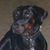 Lee Huckins's profile image