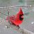 Virginia Everett Waters's profile image