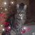 Holly Kowal's profile image