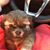 Shana Taylor-Helton's profile image