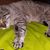Trista Scholten's profile image