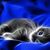 Tonya Crouch's profile image