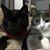 Cindy Imber's profile image