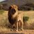 Dave Everett's profile image
