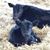 Sippola Farms's profile image