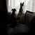 Lisa Dickens-Sherwood's profile image