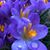 Terri Duley Ross's profile image