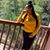 Daphanie Smith's profile image