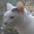 Cheryl Holmgren's profile image