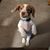 Diane Schmidt's profile image