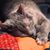 Karen McFillen's profile image