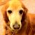 Amanuma Kosuke's profile image