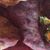 Gina Leone's profile image