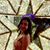 Liset Herrera's profile image