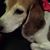 Sara Davidson's profile image