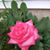 Marsha Yerby's profile image