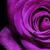 Ivana Joy Willis's profile image