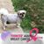 Sharon DeMelfi's profile image