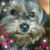 Cindy O'Donnell's profile image