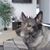 Irene Nachman's profile image