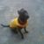 Denise Atwell's profile image