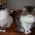 Deborah C. King's profile image