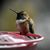 Donna Bryan Collins's profile image