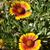 Jerianne Whitacre's profile image