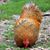 Suzanne Durant's profile image