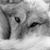 Elena Lange's profile image