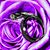 Gina Stefanelli's profile image