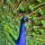 Laura Cornia Carlock's profile image