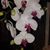 Kathleen Chung-Lee's profile image