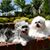 Lynne Okopski Manning's profile image